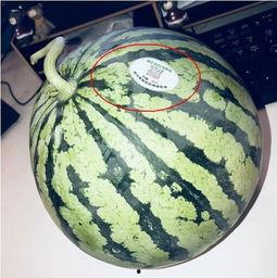 沛县网红吃瓜,一场视觉与味蕾的双重盛宴 第1张 沛县网红吃瓜,一场视觉与味蕾的双重盛宴 第1张